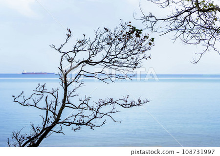 Autumn branch on background of sea. Minimalism. Fall concept 108731997