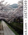 Cherry blossoms in full bloom along the Philosopher's Path and Mt. Daimonji 108732049
