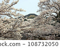 Cherry blossoms in full bloom along Philosopher's Path and Daimonji Mountain in the afternoon light 108732050