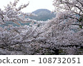 Cherry blossoms in full bloom along Philosopher's Path and Daimonji Mountain in the morning light 108732051