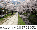 Cherry blossoms in full bloom along the Philosopher's Path 108732052