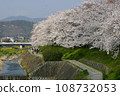 Cherry blossoms blooming on the banks of the Takano River and the Law of the Five Mountains 108732053