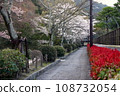 Cherry blossoms and kanamemochi blooming along the Philosopher's Path 108732054