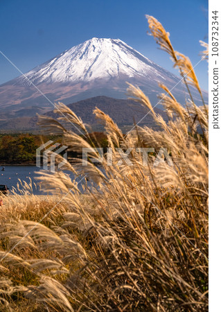 [Yamanashi Prefecture] Mt. Fuji, pampas grass, and Lake Shojiko shore 108732344
