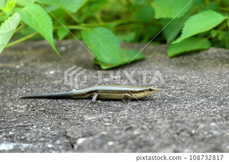 Japanese lizard 108732817