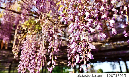 早晨,公園涼亭上掛著盛開的紫藤花 早晨,公園涼亭上掛著盛開的紫藤花 108732915