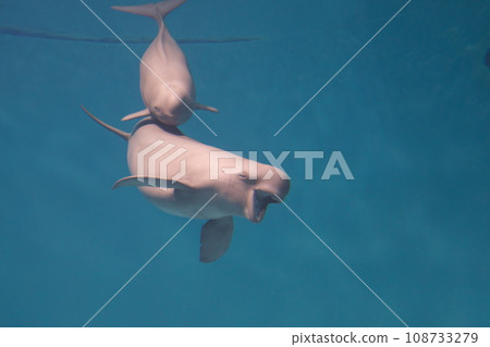 A playful finless porpoise A playful finless porpoise 108733279