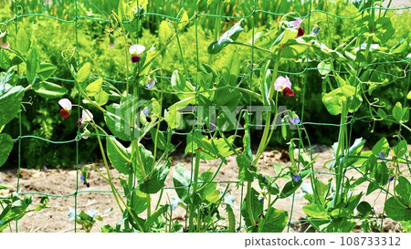 陽光明媚的夏日,雪豌豆花田 陽光明媚的夏日,雪豌豆花田 108733312
