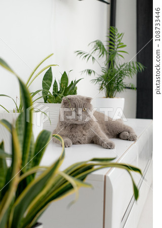 British Shorthair cat lying on white table. Looking at copy-space. Banner. British Shorthair cat lying on white table. Looking at copy-space. Banner. 108733446
