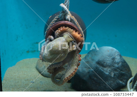 章魚坪和馬達子 108733447