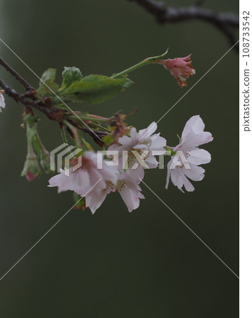 cherry blossoms bloomed 108733542