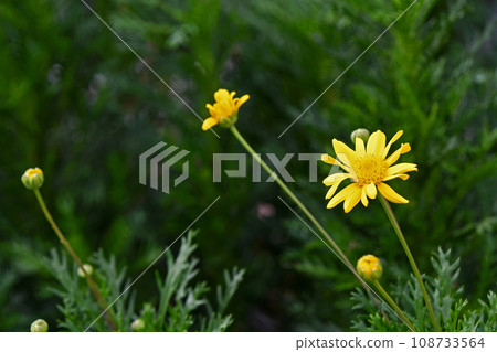 朱利葉斯黛西 108733564