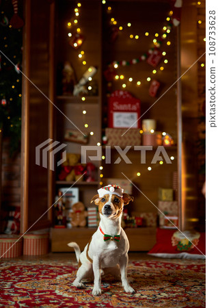 Cute jack russell dressed in a Santa hat 108733628