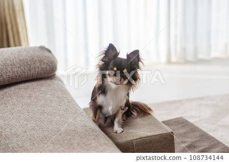 A pet step and a Chihuahua dog placed in front of the sofa in the living room 108734144