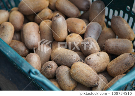 Many kiwis harvested Many kiwis harvested 108734510