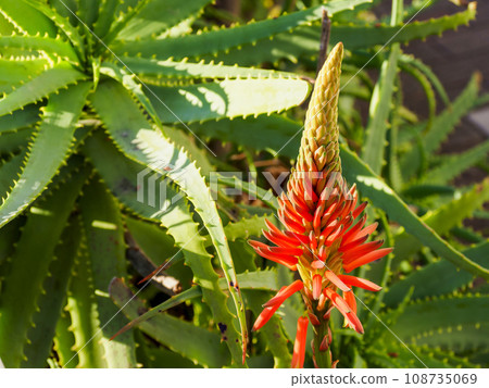 蘆薈花 108735069