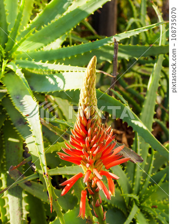蘆薈花 108735070