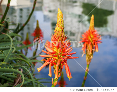 Aloe flowers Aloe flowers 108735077