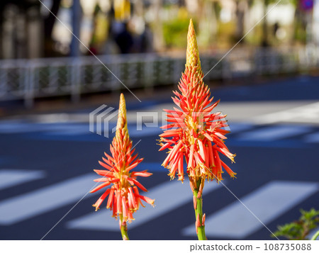 Aloe flowers Aloe flowers 108735088