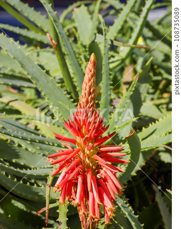 Aloe flowers Aloe flowers 108735089