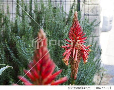 蘆薈花 蘆薈花 108735091