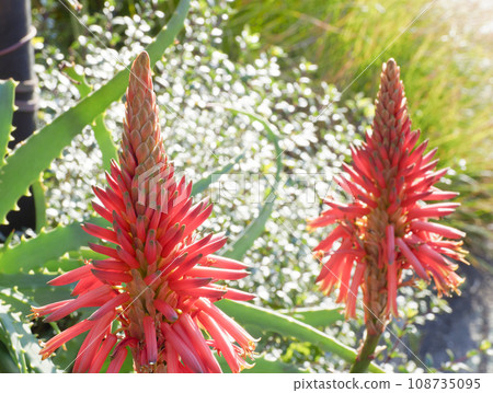 Aloe flowers 108735095