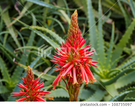 Aloe flowers Aloe flowers 108735097