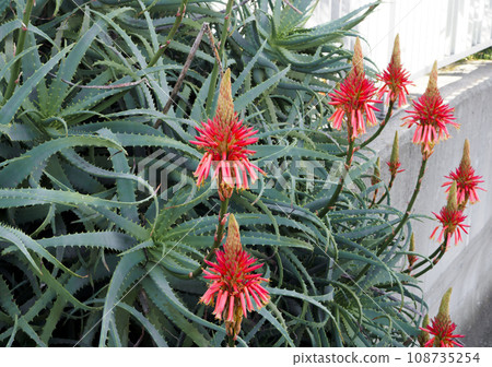 蘆薈花 蘆薈花 108735254