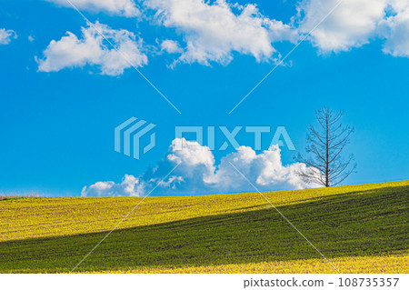 Landscape of Biei in autumn 108735357