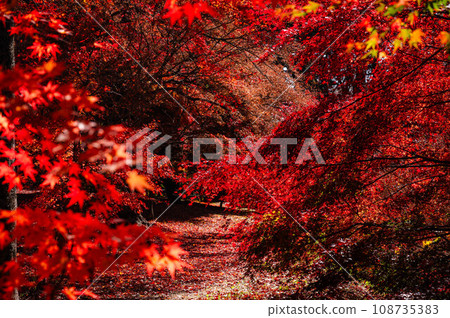 Autumn leaves walking path 108735383