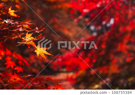 yellow autumn leaves 108735384