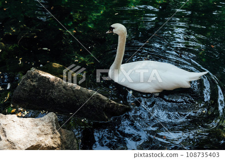 Graceful white Swan swimming in the lake. Portrait of a white swan swimming on a lake. Graceful white Swan swimming in the lake. Portrait of a white swan swimming on a lake. 108735403