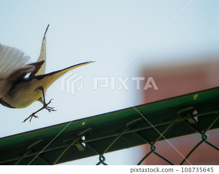 Wagtail going out of frame Wagtail going out of frame 108735645