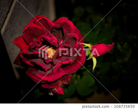 red rose at night red rose at night 108735650