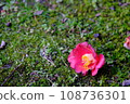 Falling camellia flower 108736301