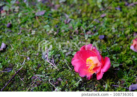 Falling camellia flower 108736301