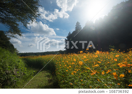 The dazzling sun and orange cosmos 108736392