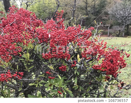 Nanten with bright red berries Nanten with bright red berries 108736557