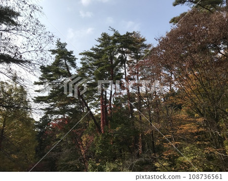 tree with red leaves 108736561