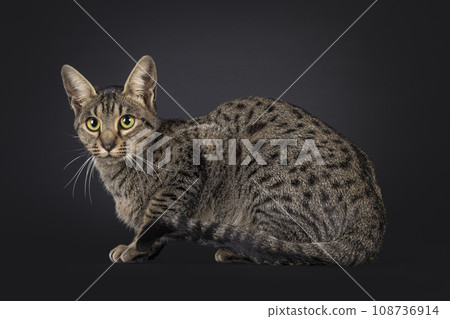 Savannah F5 on black background 108736914
