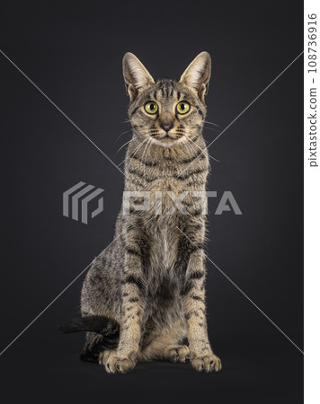 Savannah F5 on black background 108736916