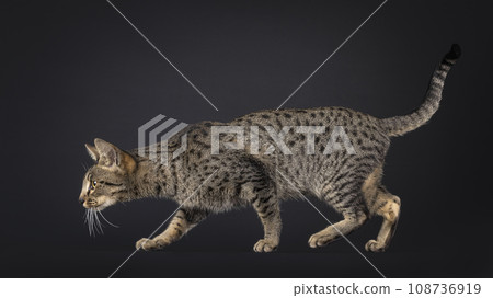 Savannah F5 on black background 108736919