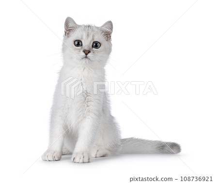 British Shorthair kitten on white background 108736921