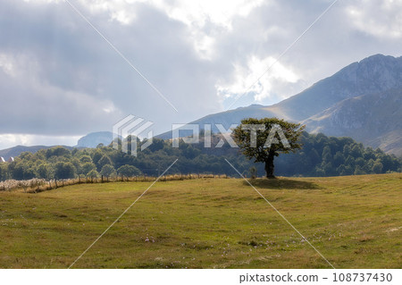 Durmitor mountains, Montenegro and tree Durmitor mountains, Montenegro and tree 108737430