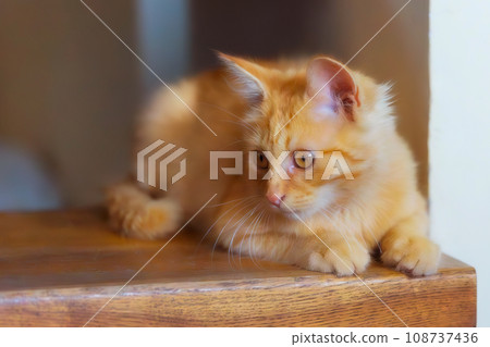 Portrait of Playful Ginger cat on the staircase 108737436