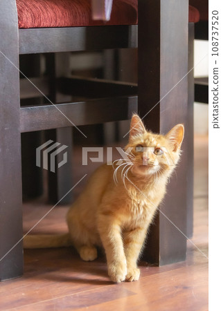 Portrait of Playful Ginger kitten sitting Portrait of Playful Ginger kitten sitting 108737520