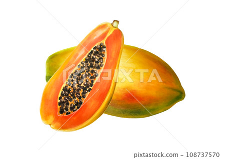Watercolor sweet ripe composition of half a papaya with grains. Hand drawn realistic tasty organic illustration of exotic tropical fruit isolated on background. For designers, wedding, decoration, 108737570