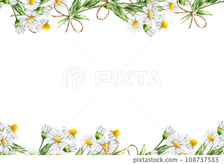 Watercolor white daisy seamless border isolated. Chamomile. Beauty products and botany set, cosmetology and medicine. For designers, spa decoration, postcards, wrapping paper, scrapbooking, covers, 108737583