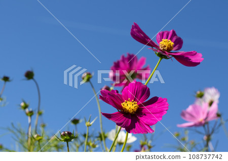 發光在藍天的波斯菊 108737742