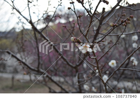 Plum blossoms starting to bloom Plum blossoms starting to bloom 108737840